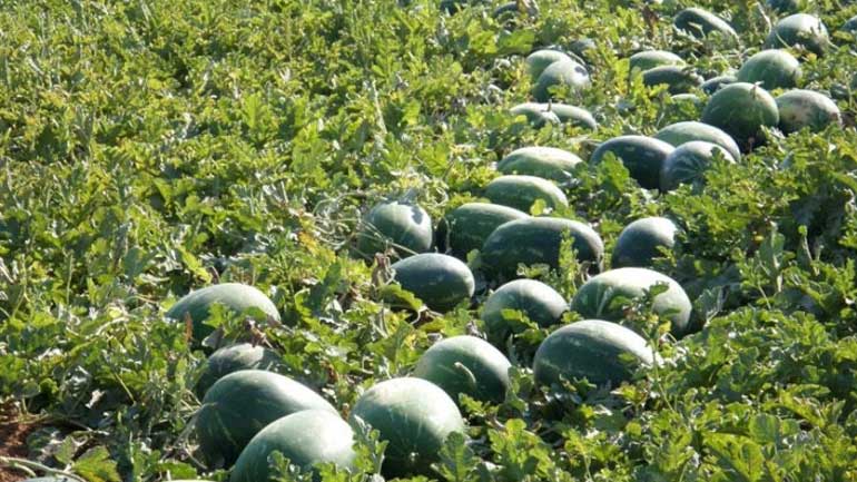 Ηλεία: Τα καρπούζια έκαναν… φτερά!